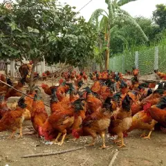 Cung cấp gà ri lai ( gà ta lai )