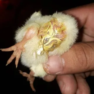 Phòng và trị bệnh thương hàn gà