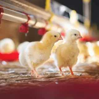Tác hại tồn dư kháng sinh trong thực phẩm