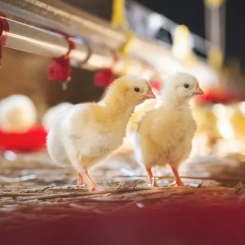 Tác hại tồn dư kháng sinh trong thực phẩm