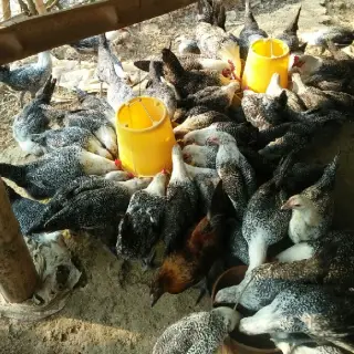 Gà ai cập 3 máu ( gà ai cập lai )