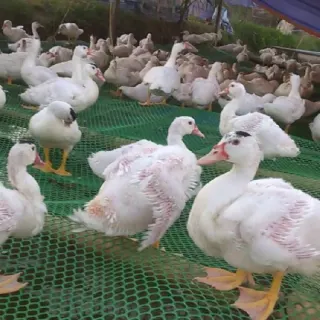 Kỹ thuật nuôi ngan pháp R51 và R71