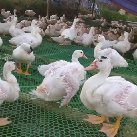 Kỹ thuật nuôi ngan pháp R51 và R71