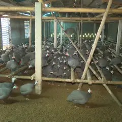 Các bệnh thường gặp ở gà sao