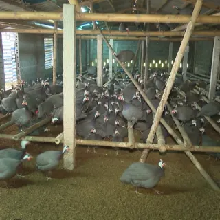 Các bệnh thường gặp ở gà sao