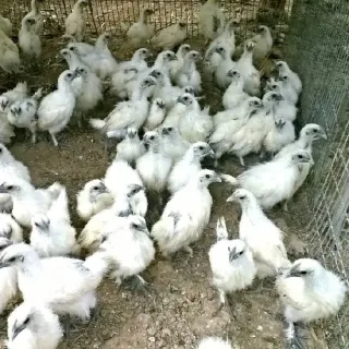 Hướng dẫn nuôi và chăm sóc gà ác