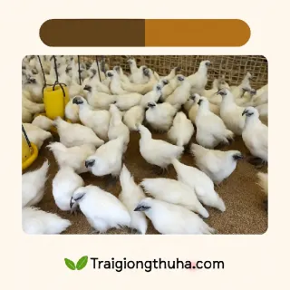 Các bệnh thường gặp ở gà ác