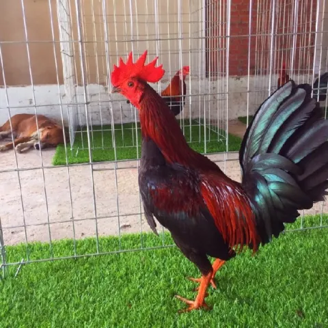 Hướng dẫn nuôi và chăm sóc gà tre