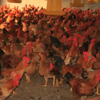 Hướng dẫn nuôi và chăm sóc gà ri