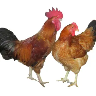 Các bệnh thường gặp ở gà ri