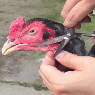 Hướng dẫn nuôi và chăm sóc gà chọi