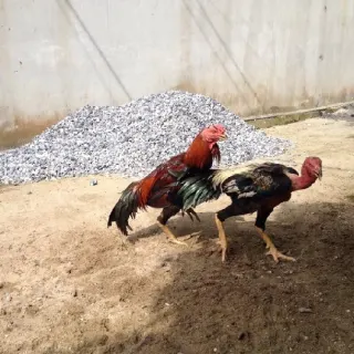 Một số bệnh thường gặp ở gà chọi