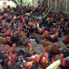 Cung cấp gà sasso giống