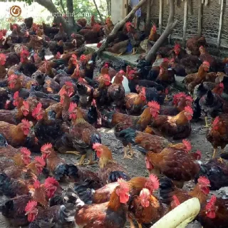 Cung cấp gà sasso giống