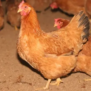 Gà đỏ