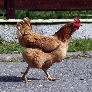 Ngồn gốc và đặc điểm gà đỏ 
