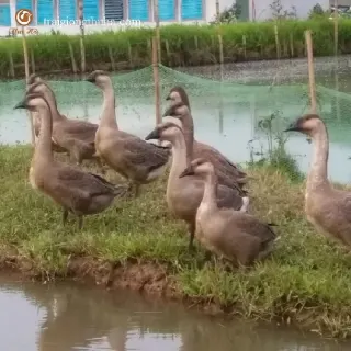 Hướng dẫn nuôi ngỗng Sư Tử