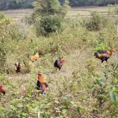 Những giống gà thả vườn phổ biến hiện nay
