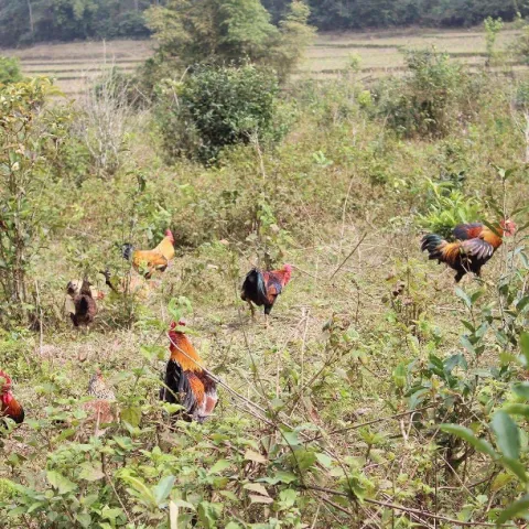 Những giống gà thả vườn phổ biến hiện nay