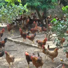 Chăn nuôi gà thả vườn hiệu quả
