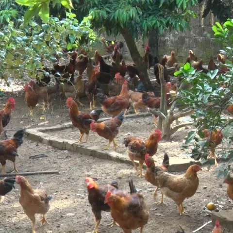 Chăn nuôi gà thả vườn hiệu quả