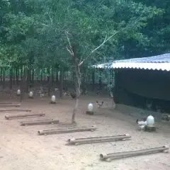 Mô hình trang trại nuôi gà thả vườn đạt hiệu quả cao