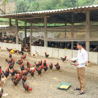 Hướng dẫn làm chuồng nuôi gà thả vườn hiệu quả