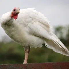 Gà tây lông trắng