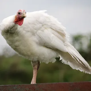 Gà tây lông trắng