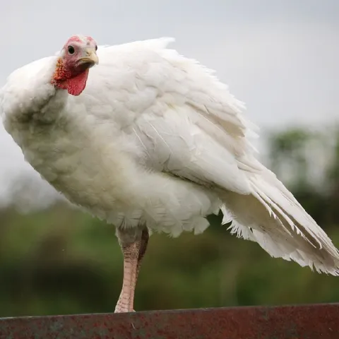 Gà tây lông trắng