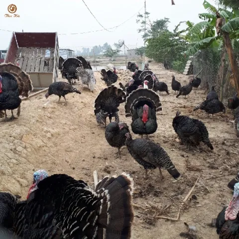 Gà tây màu đồng