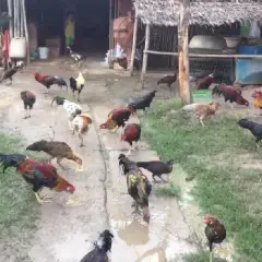 Nông dân làm trang trại tổng hợp trên vùng đất cát, thu 3 tỷ đồng/năm