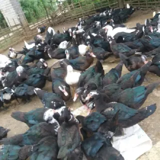 Kỹ thuật nuôi ngan đen, ngan trâu