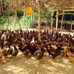 Quy trình nuôi và chăm sóc gà ta thả vườn