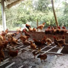 Một số bệnh và cách phòng trị thường gặp phổ biến nhất khi nuôi gà thả vườn.