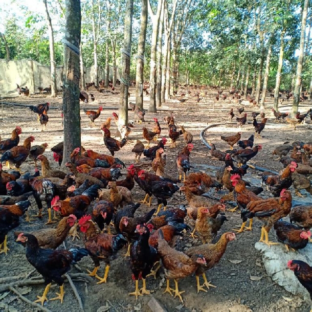 Chuồng 2 tầng nuôi gà nòi lai giúp một nông dân hốt bạc  Báo Người lao  động