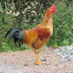 Gà cỏ
