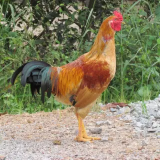 Gà cỏ