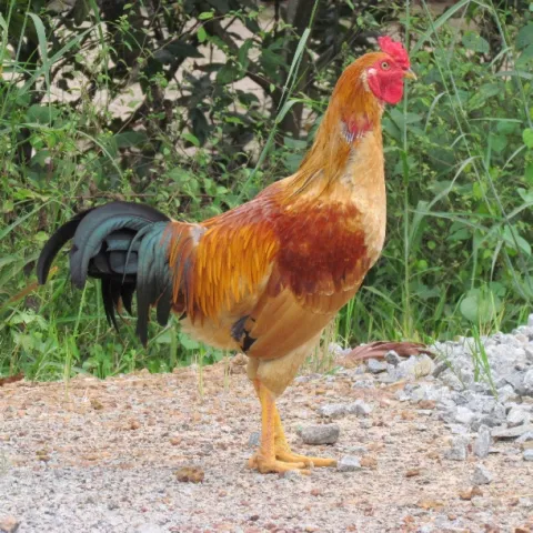Gà cỏ