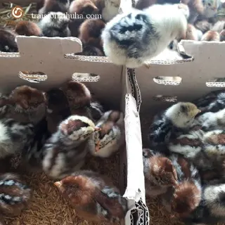 Cung cấp gà ai cập giống