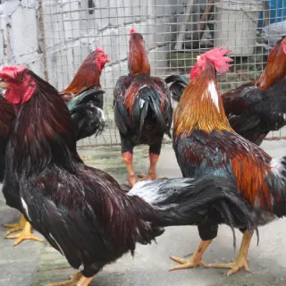 Phương pháp lai tạo gà giống