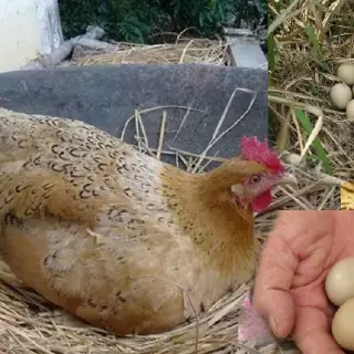 Phương pháp để gà mẹ bỏ ấp