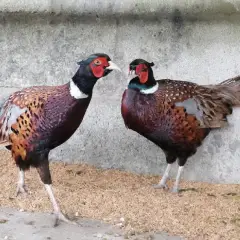 Kinh nghiệm xác định giới tính chim trĩ