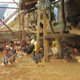 Một số bệnh phổ biến ở gà và phác đồ điều trị