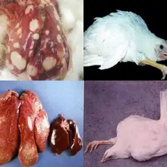 Tìm hiểu bệnh marek ở gà  ( bệnh liệt chân )