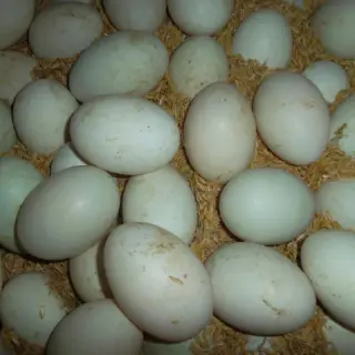 Kinh nghiệm chọn trứng vịt để ấp nở