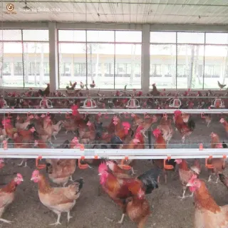 Mô hình nuôi gà ri công nghiệp
