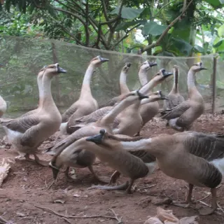 Một số bệnh phổ biến ở ngỗng và phương pháp điều trị