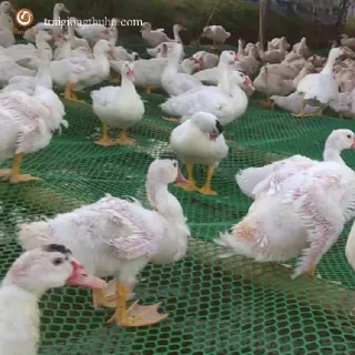 Hướng dẫn chăn nuôi ngan trên sàn hiệu quả