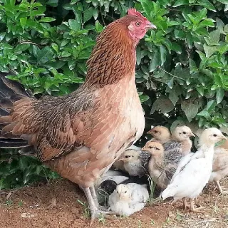 Kinh nghiệm kích gà đẻ nhiều trứng